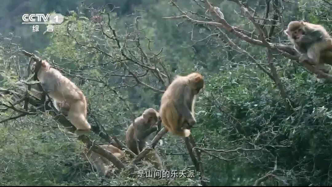 人民日報、央視聚焦60余次！