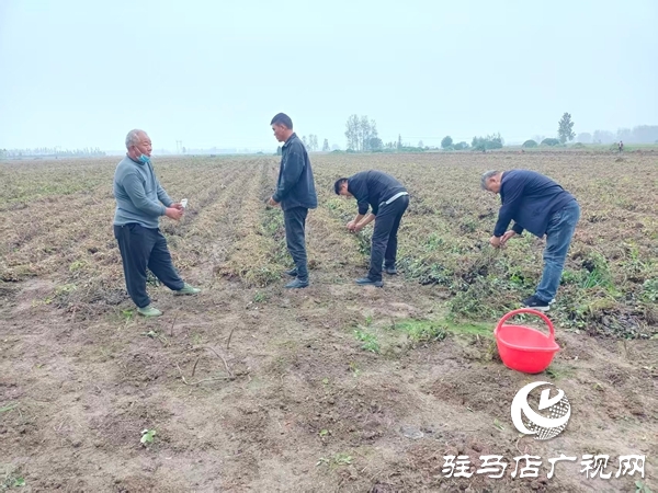 平輿縣萬金店鎮(zhèn)：田間指導(dǎo)解難題，守護(hù)秋收減損失