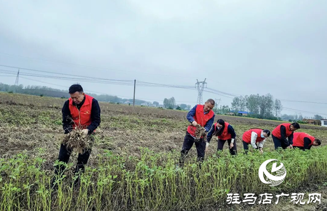 正陽(yáng)縣清源街道：紅馬甲志愿隊(duì)助農(nóng)搶收 解群眾“急難愁盼”?