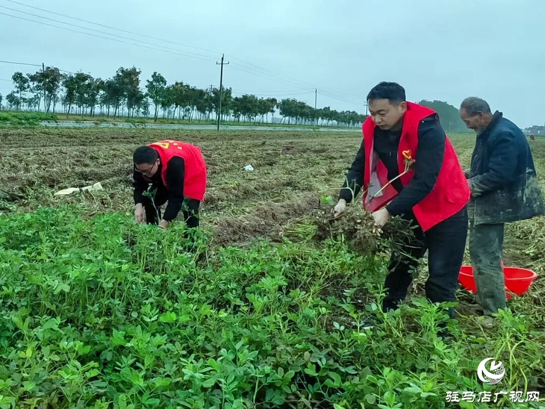 正陽(yáng)縣清源街道：紅馬甲田間搶收?解民憂暖人心