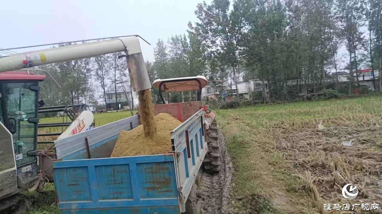 正陽(yáng)縣大林鎮(zhèn)：多措并舉下實(shí)功?全力護(hù)航“三秋”生產(chǎn)