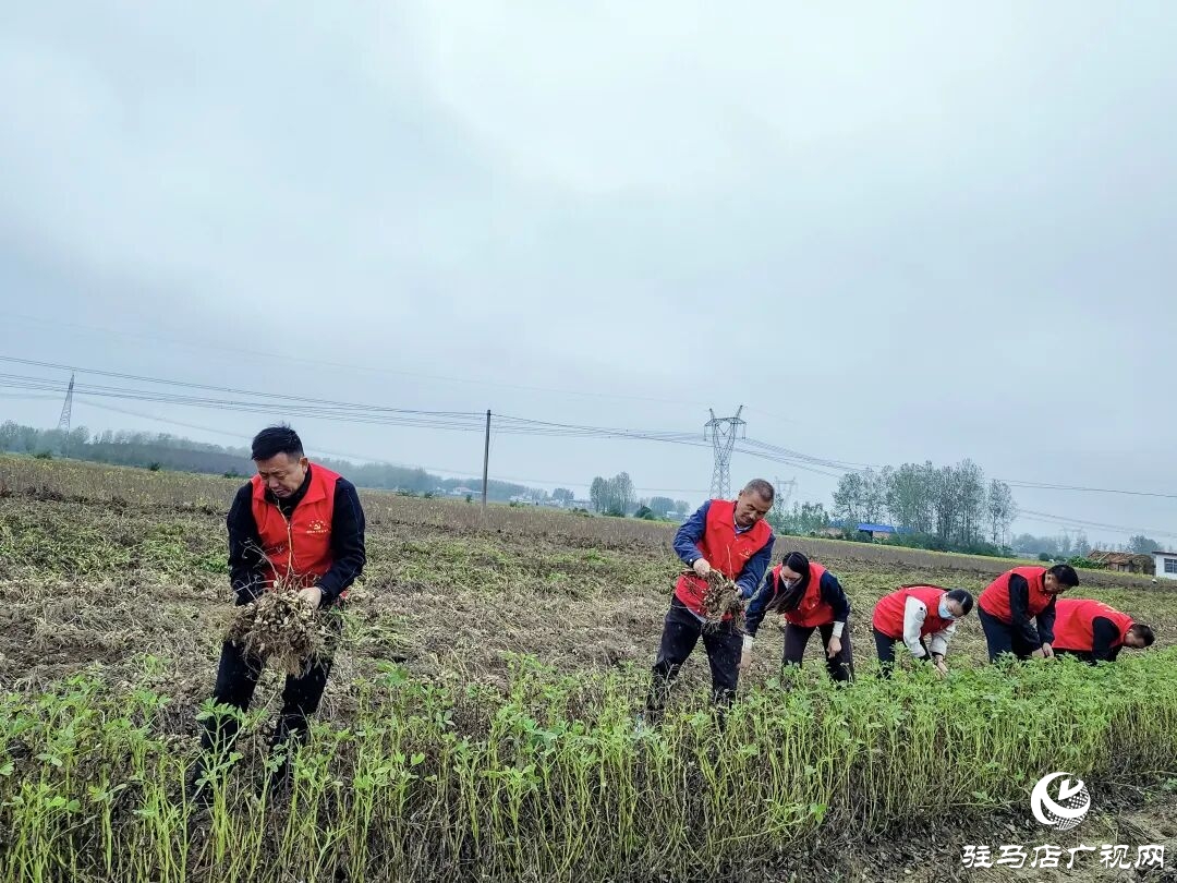 正陽(yáng)縣清源街道：紅馬甲田間搶收?解民憂暖人心