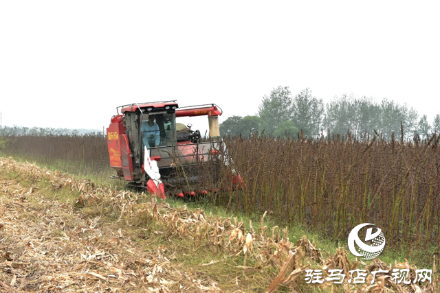 新蔡縣孫召鎮(zhèn)郎莊村：“鐵桿芝麻”迎來(lái)收獲期 機(jī)械化種植助農(nóng)增收?