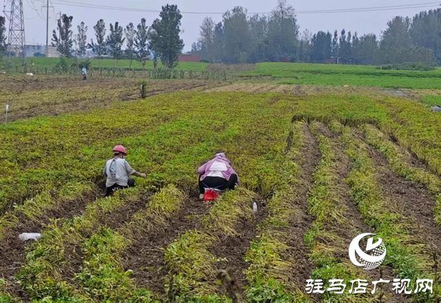  正陽縣雷寨鎮(zhèn)：黨員干部助農(nóng)搶收 4萬余畝秋糧歸倉(cāng)?