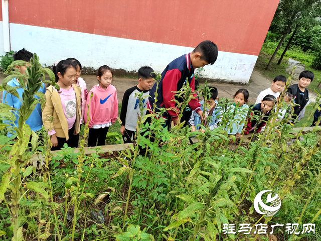 確山縣凡店小學(xué)“芝麻尋趣記”：解鎖芝麻的成長(zhǎng)密碼