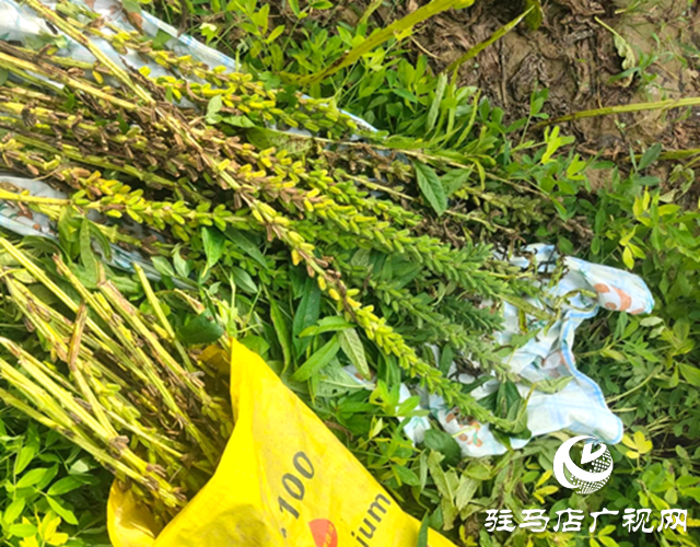 確山縣凡店小學(xué)“芝麻尋趣記”：解鎖芝麻的成長(zhǎng)密碼