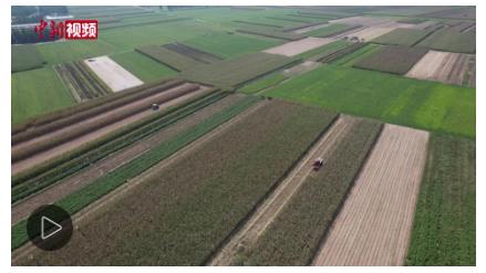 “中原糧倉(cāng)”冒雨搶秋收　烘干點(diǎn)開(kāi)足馬力“全天候”