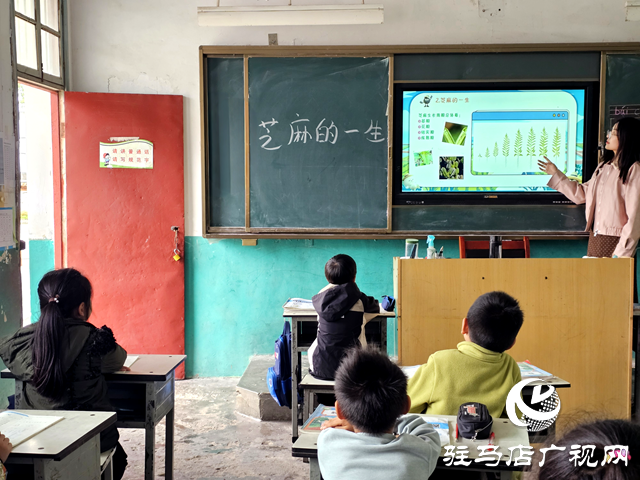 確山縣凡店小學(xué)“芝麻尋趣記”：解鎖芝麻的成長(zhǎng)密碼