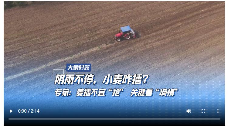 陰雨不停，小麥咋播？專家：麥播不宜“搶” 關(guān)鍵看“墑情”