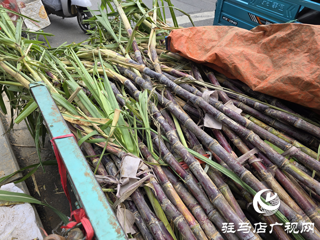 本地甘蔗甜蜜上市！??駐馬店街頭商超齊飄甜香??