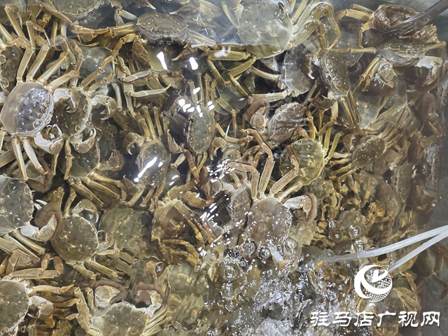 駐馬店：大閘蟹價(jià)格明顯回落 市民迎來(lái)嘗鮮好時(shí)機(jī)??