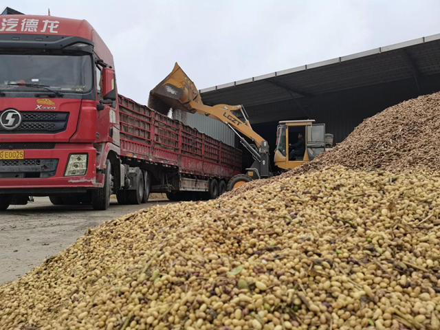 正陽(yáng)縣彭橋鄉(xiāng)：干群合力搶收秋糧 應(yīng)對(duì)陰雨保秋收??