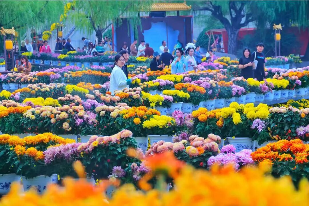 有一種浪漫，叫汴菊！