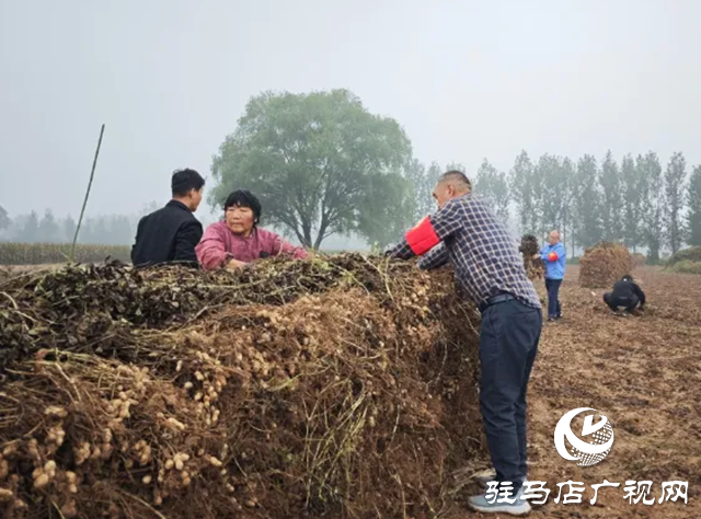 新蔡縣佛閣寺鎮(zhèn)：志愿搶收服務(wù)隊雨中守護(hù)農(nóng)戶“糧袋子”??