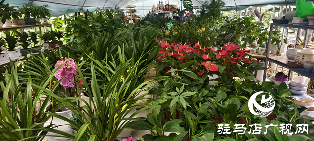 深秋花卉市場迎消費熱潮：色彩點亮蕭瑟季 “悅己”消費成主流?