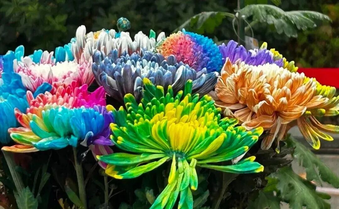 有一種浪漫，叫汴菊！