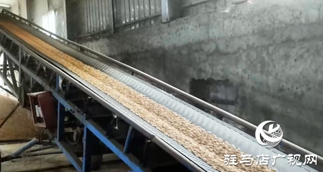 驛城區(qū)：全力開展烘干作業(yè) 守護秋糧歸倉?