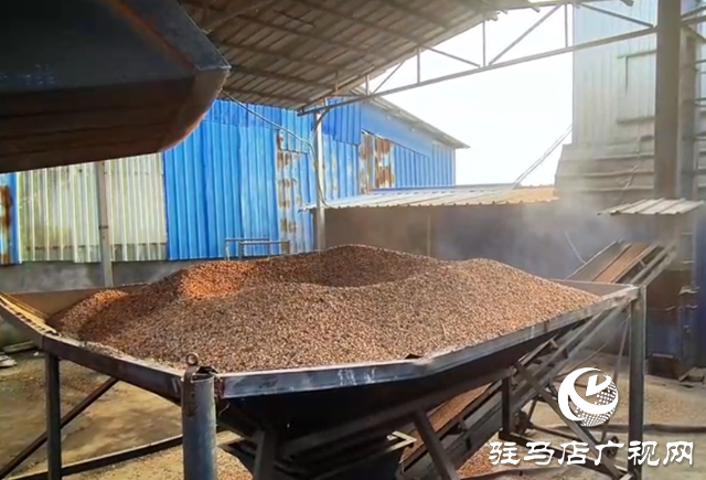 驛城區(qū)：全力開展烘干作業(yè) 守護秋糧歸倉?