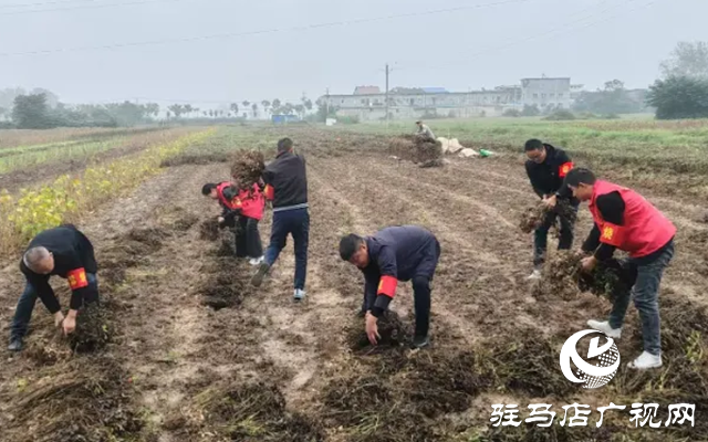新蔡縣佛閣寺鎮(zhèn)：志愿搶收服務(wù)隊雨中守護(hù)農(nóng)戶“糧袋子”??