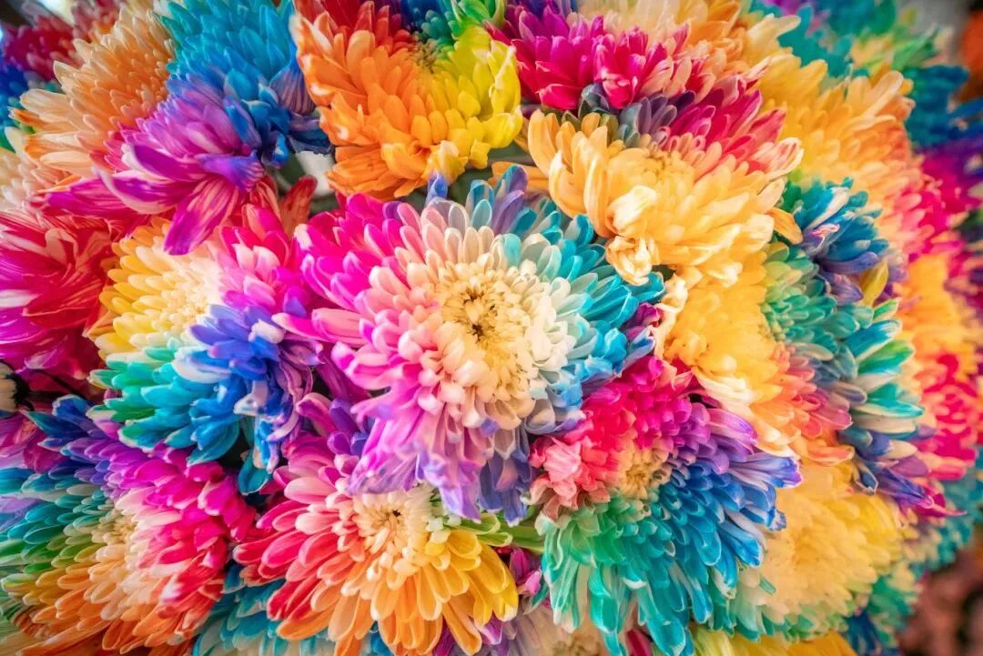 有一種浪漫，叫汴菊！