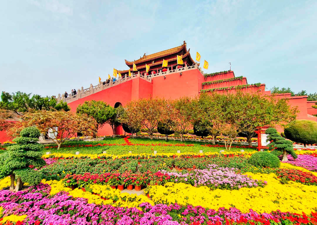 有一種浪漫，叫汴菊！