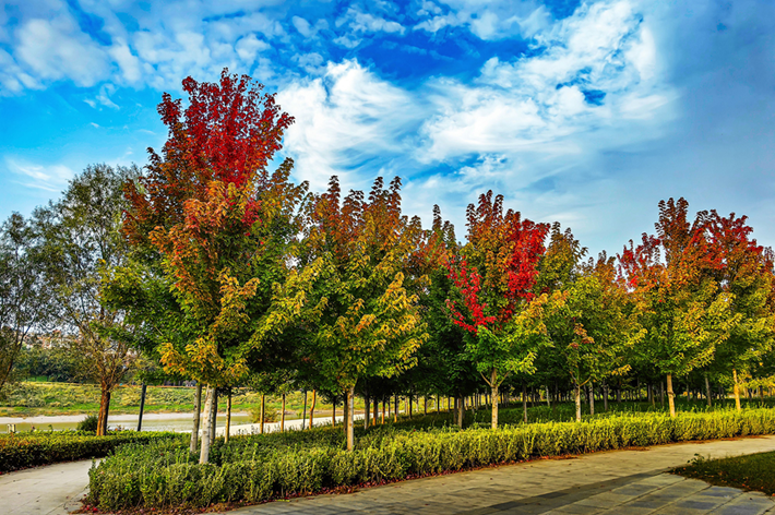 縣區(qū)動態(tài)｜草木知秋意 斑斕繪彩卷