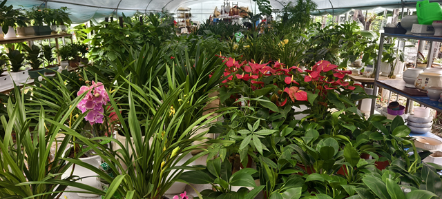 深秋花卉市場(chǎng)迎消費(fèi)熱潮：色彩點(diǎn)亮蕭瑟季 “悅己”消費(fèi)成主流?