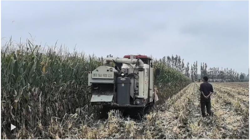 河南“爛秋雨”還沒停，秋收情況如何？有哪些解決辦法？記者實地走訪——