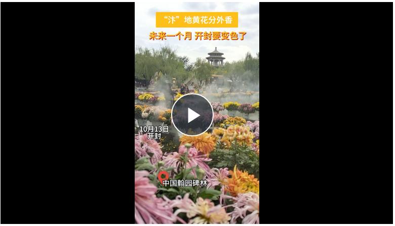 滿城盡帶黃金甲！八朝古都開封又“變色”了！