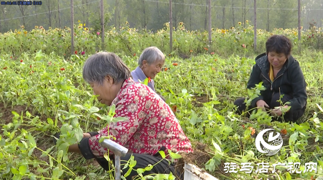 驛城區(qū)諸市鎮(zhèn)魏莊村“天邊花?！奔磳㈤_園