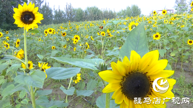 驛城區(qū)諸市鎮(zhèn)魏莊村“天邊花?！奔磳㈤_園