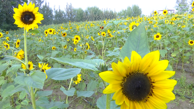 驛城區(qū)諸市鎮(zhèn)魏莊村“天邊花海”即將開園