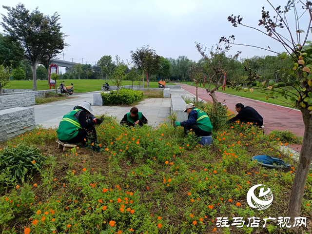 確山縣住建局：科學應(yīng)對連續(xù)陰雨 全力守護城市園林