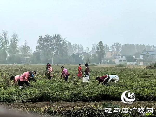 平輿縣射橋鎮(zhèn):秋雨欲來忙搶摘 顆粒歸倉保增收