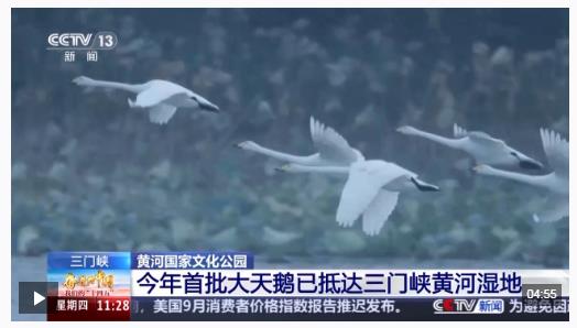 首批大天鵝已抵達(dá)！來三門峽黃河濕地赴一場生態(tài)與文化之約