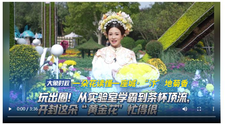【一朵花讀懂一座城·“汴”地菊香】 玩出圈！從實驗室學霸到茶杯頂流，開封這朵“黃金花”忙得很
