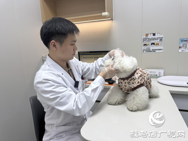 寒冬將至，您的“毛孩子”準備好了嗎？——專業(yè)獸醫(yī)詳解冬季愛寵養(yǎng)護秘籍