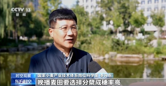 晚播小麥如何保產(chǎn)量？霜降搶秋該怎么搶？專家分析