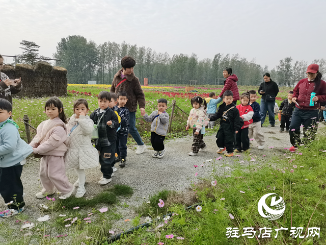 魏莊村“天邊花?！奔磳㈤_園 兩百畝花田繪就秋日鄉(xiāng)村畫卷??