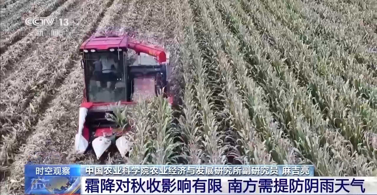 晚播小麥如何保產(chǎn)量？霜降搶秋該怎么搶？專家分析