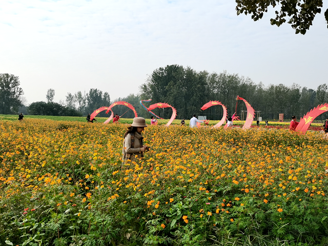魏莊村“天邊花?！奔磳㈤_園 兩百畝花田繪就秋日鄉(xiāng)村畫卷??