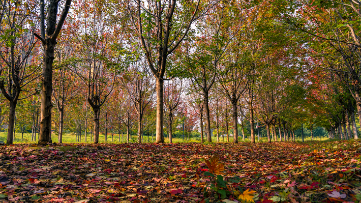 縣區(qū)動態(tài) | 秋日晴光好 斑斕入畫來