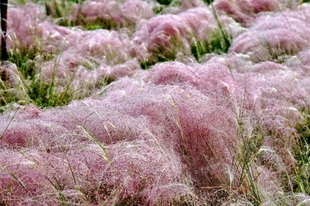 河南，被圈“粉”了！