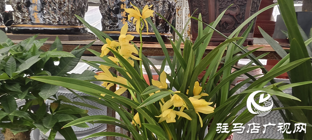 園藝技術(shù)人員支招冬季花卉養(yǎng)護(hù) 助植物安全越冬??