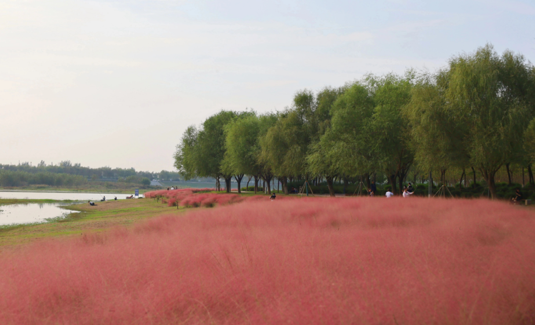河南，被圈“粉”了！