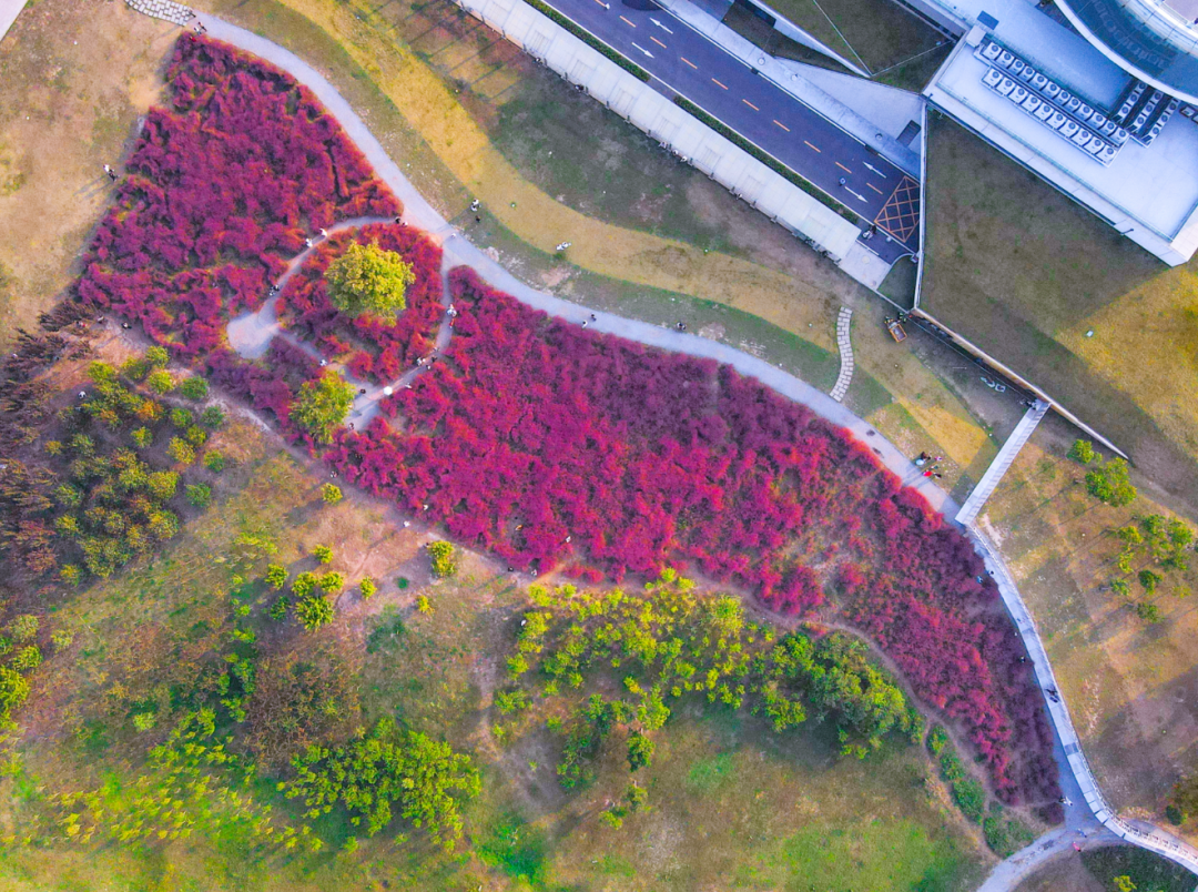 河南，被圈“粉”了！