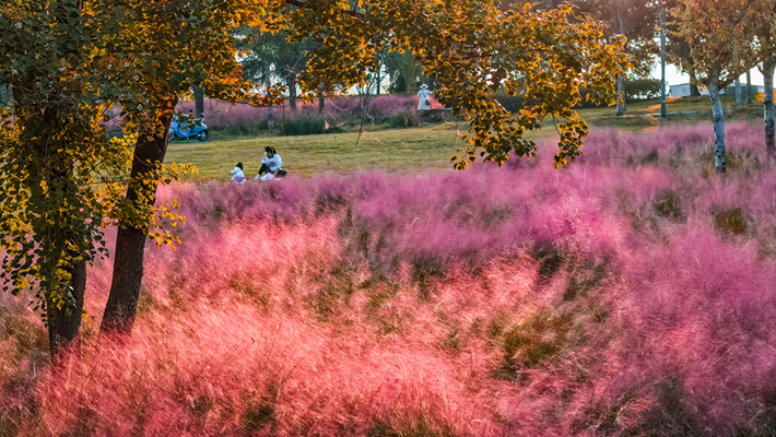 河南，被圈“粉”了！