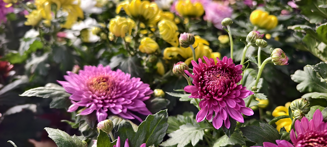 園藝技術(shù)人員支招冬季花卉養(yǎng)護 助植物安全越冬??