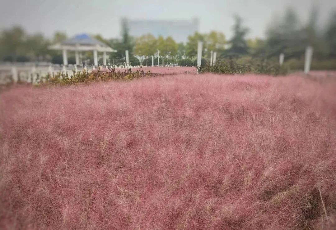 河南，被圈“粉”了！