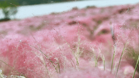 河南，被圈“粉”了！